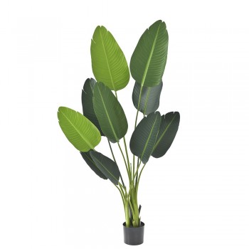 ΦΥΤΟ ΜΠΑΝΑΝΙΑ 150ΕΚ.ΜΕ 10 ΦΥΛΛΑ ΣΕ ΠΛΑΣΤΙΚΗ ΓΛΑΣΤΡΑ (15Χ13ΕΚ)