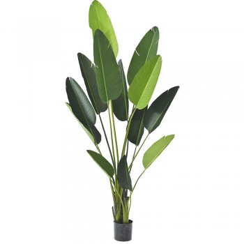 ΦΥΤΟ ΜΠΑΝΑΝΙΑ 235ΕΚ.ΜΕ 13 ΦΥΛΛΑ ΣΕ ΠΛΑΣΤΙΚΗ ΓΛΑΣΤΡΑ (18Χ18ΕΚ)