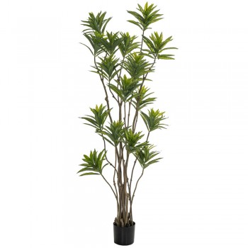 ΦΥΤΟ BAMBOO 180ΕΚ.ΣΕ ΜΑΥΡΗ ΠΛΑΣΤΙΚΗ ΓΛΑΣΤΡΑ (ΔΙΑΜΕΤΡΟΣ 65ΕΚ.) ΠΕΡΙΠΟΥ