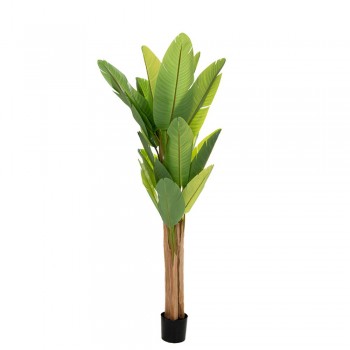 ΦΥΤΟ ΜΠΑΝΑΝΙΑ 210ΕΚ.Χ3 ΜΕ 20 ΦΥΛΛΑ ΣΕ ΜΑΥΡΗ ΠΛΑΣΤΙΚΗ ΓΛΑΣΤΡΑ (Φ18Χ20ΕΚ)