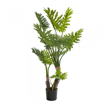 ΦΥΤΟ ΦΥΛΛΟΔΕΝΤΡΟ 160ΕΚ. Χ2 ΣΕ ΜΑΥΡΗ ΠΛΑΣΤΙΚΗ ΓΛΑΣΤΡΑ (Φ18Χ20ΕΚ) Χ2 ΔΙΑΜΕΤΡΟΣ 80ΕΚ.